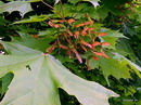 کرکف ،افرای نروژی،افرای کوهستانی، plane maple

